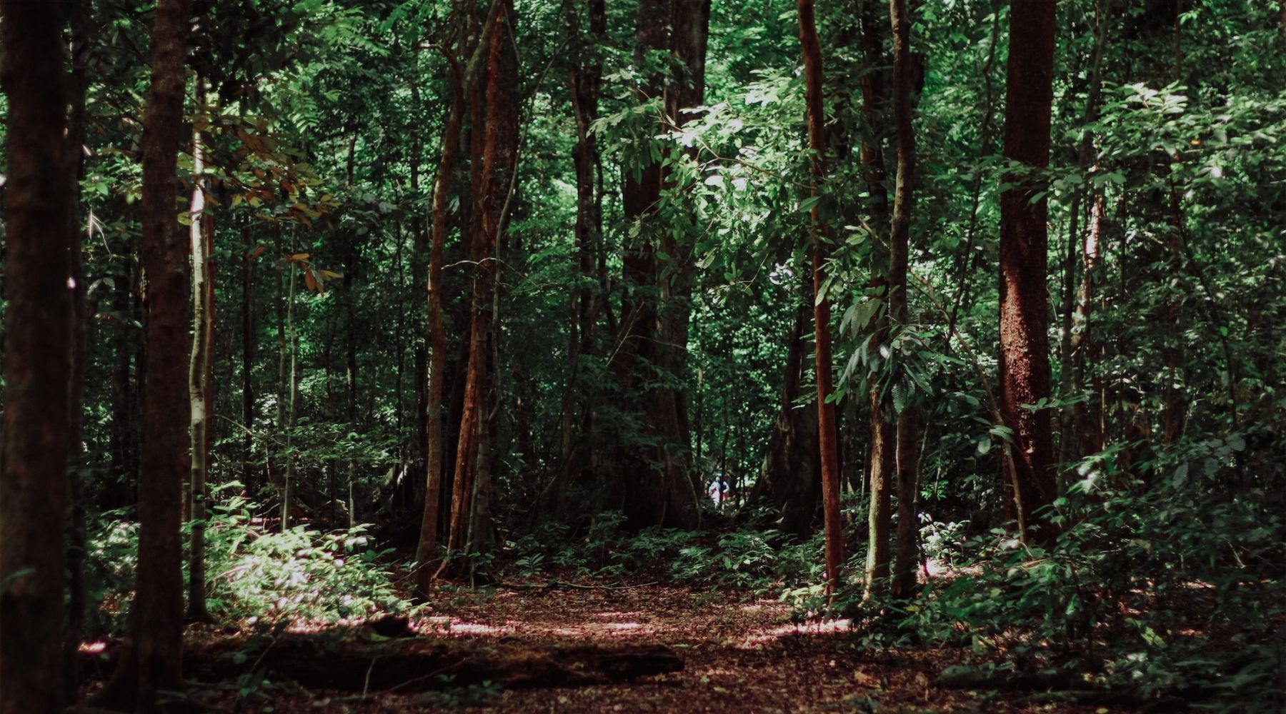 "When companies grow, the forests grow with them!" – an Interview with Michał Paca, Founder of the "Forest Forever" Foundation